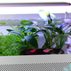 Imagen para el artículo titulado ¿Horterada o genialidad? Esta caja de PC es también un acuario para peces